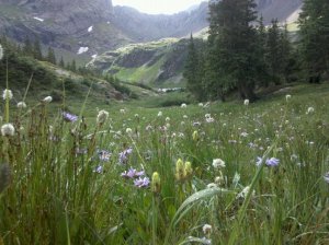 A Meadow ast South Colony