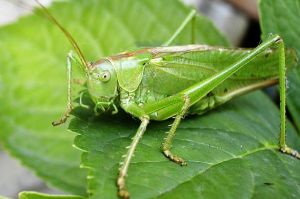 A-cricket-insect-bug-sitting-on-leaf-2256821