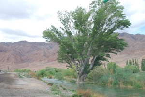 beautiful-tree-beside-tokoy-river