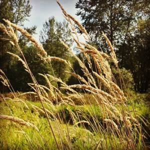 10603473_10152284196355036_8036006044466409592_n