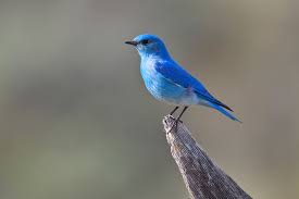 Mountain Bluebird