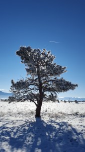 Winter Tree