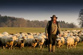 shepherd